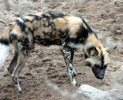 painted dogs