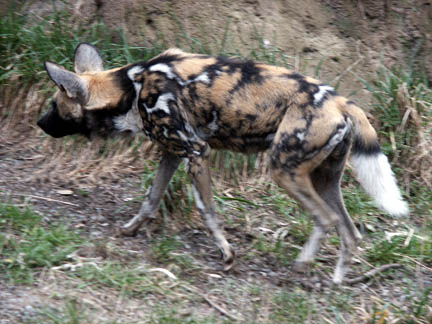 painted dogs