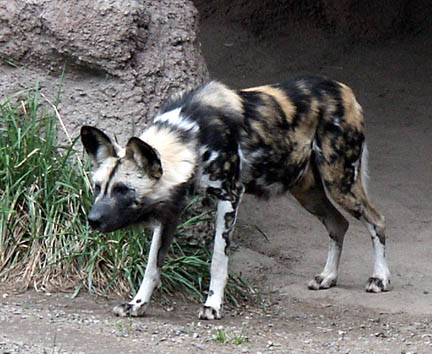 painted dogs