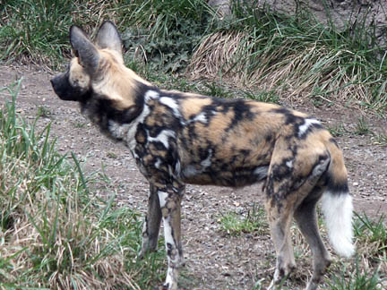 painted dogs