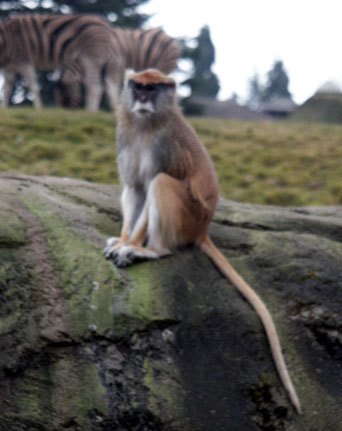 patas monkey