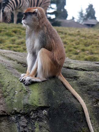 patas monkey