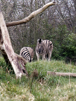 zebra