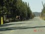 moose_on_road_050502